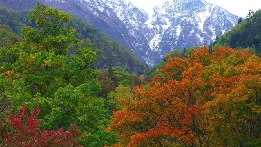 Very beautiful and new wallpaper 2024 with a design of autumn nature