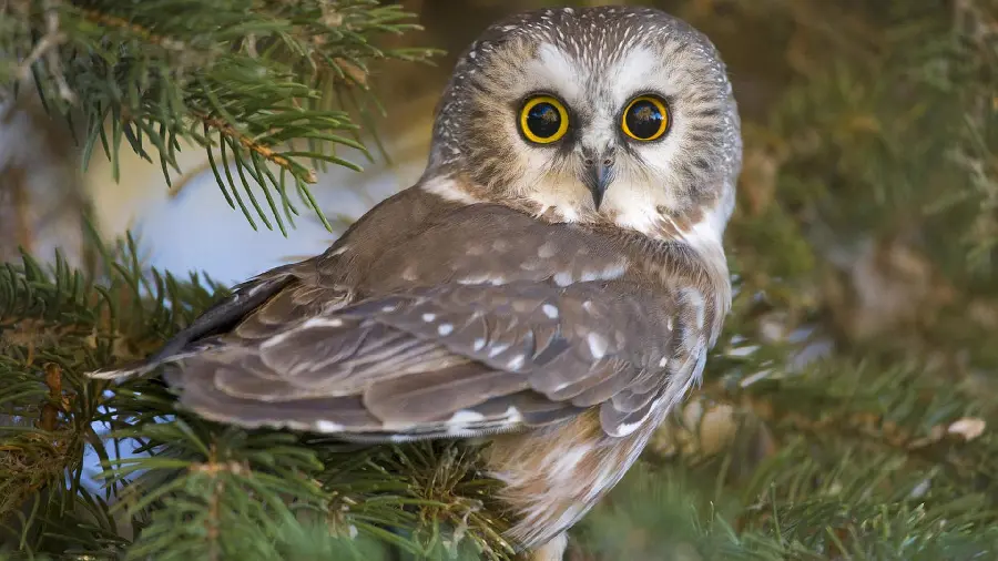 Very cute HD background of a northern owlVote for printing wall posters and signs