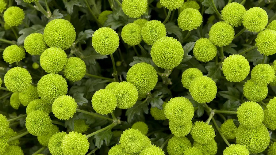 A special and attractive wallpaper for desktop backgrounds 