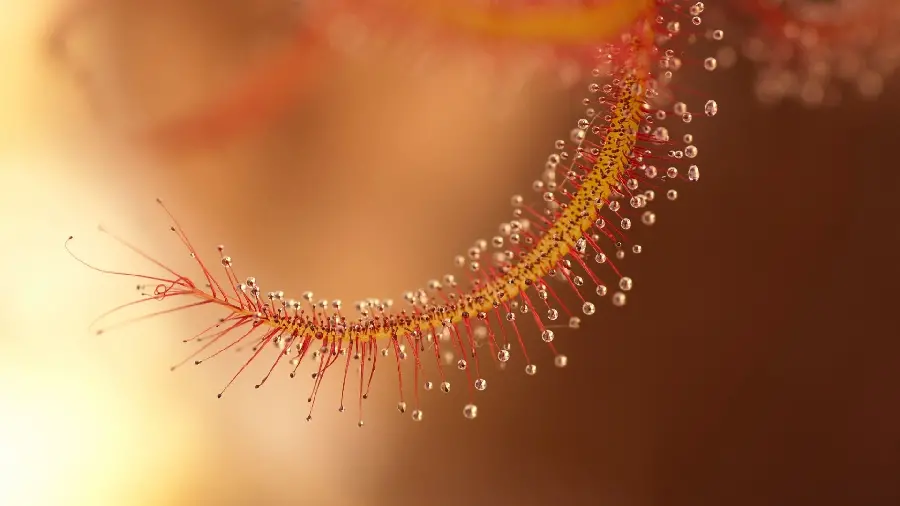 Beautiful and spectacular wallpaper of Drosera binata with excellent quality
