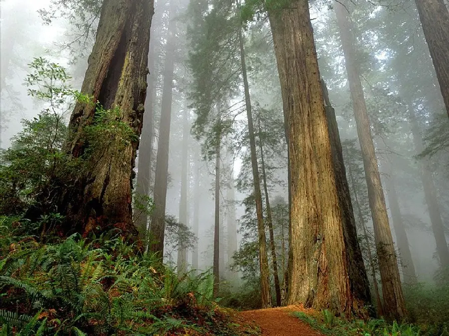 Beautiful High Quality Images of Tall Sequoia Trees