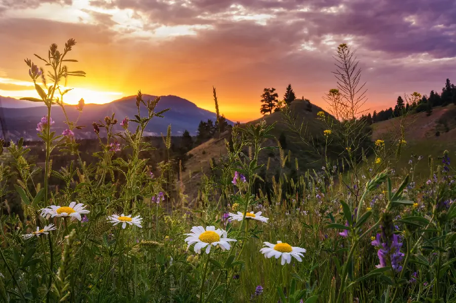 Profile photo with a sense of peace from the view of the flower field at sunset