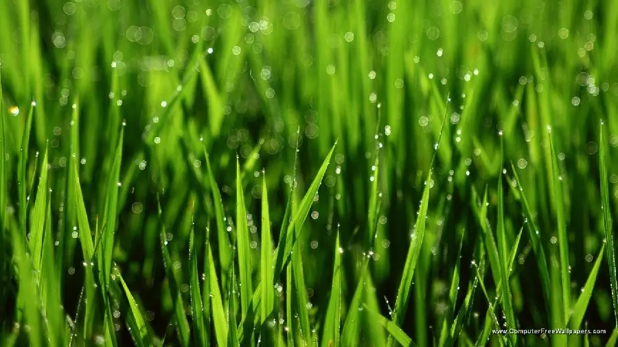 Download Natural Grass Stock Photo for Laptop Background 