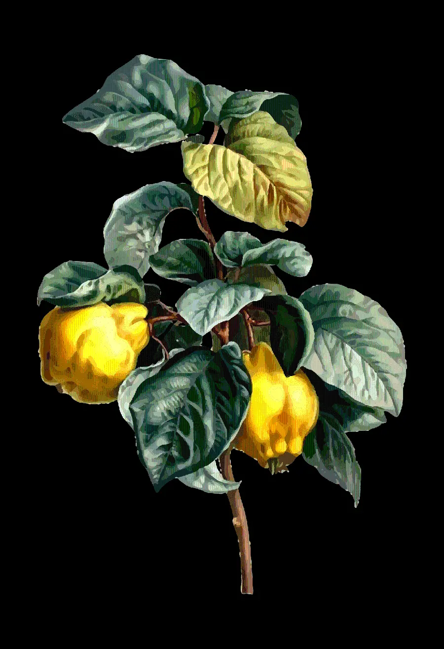 Real PNG PNG photo of fruit blossom cut out 
