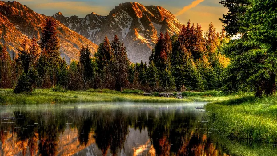 The latest profile picture of lush nature and forest in full HD quality 