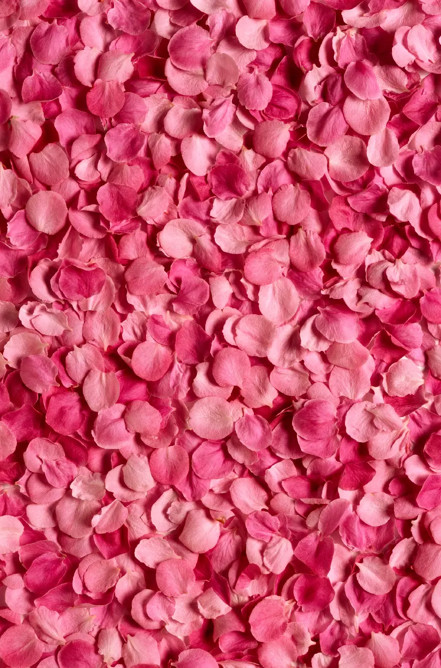 Very high quality image of many pink petals for Valentine's Day