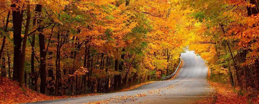 Wallpaper with a dreamy road design surrounded by autumn trees 1403