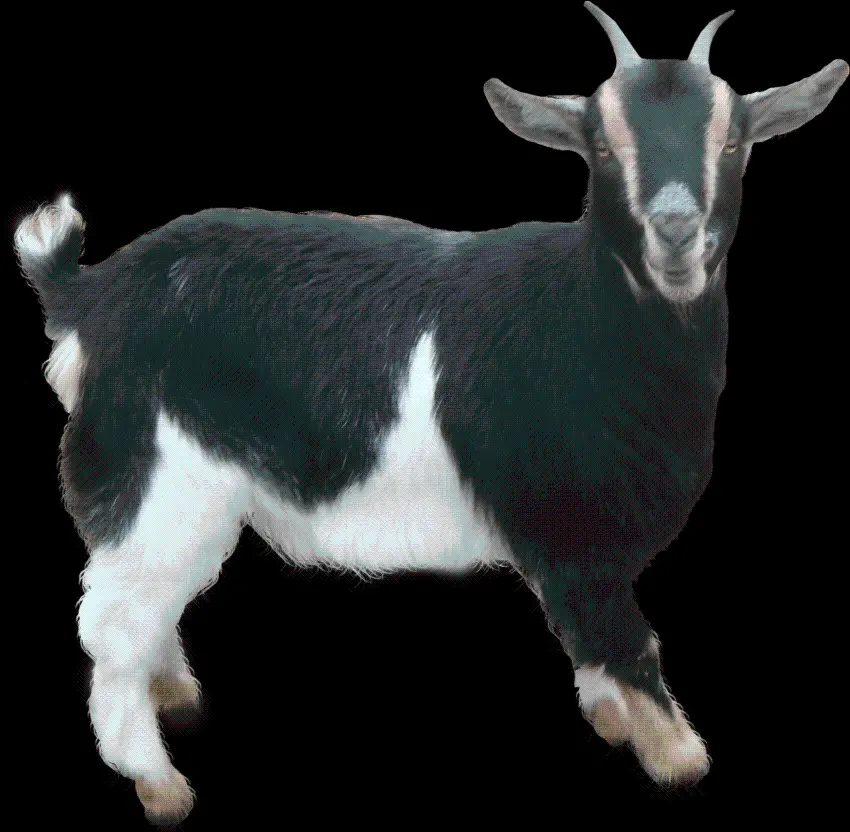Real Black White Horned Goat PNG Image with Black Background 