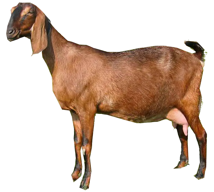 PNG image without background of a real goat with curly wool