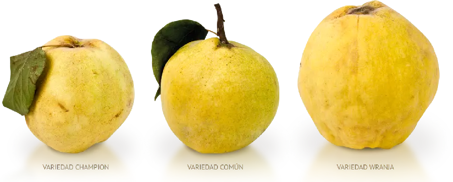High quality PNG photo of ripe and unripe fruit with a cutout
