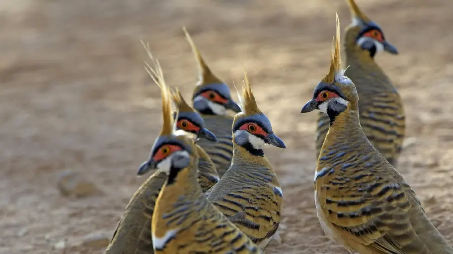 A special and interesting photo in 1403 of a group of grass pigeons