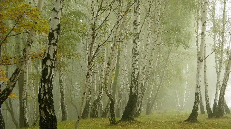 A forest with strange and mysterious trees