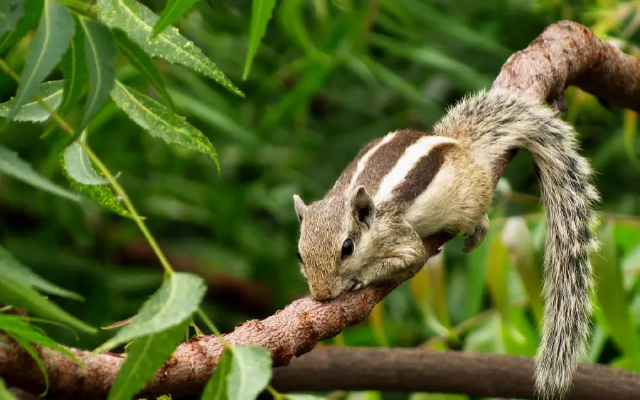 Photo of a weasel lying on a tree in nature with full HD quality