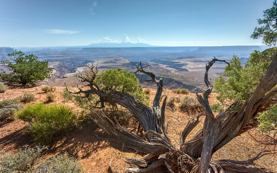 Download natural mountain image with spring trees 