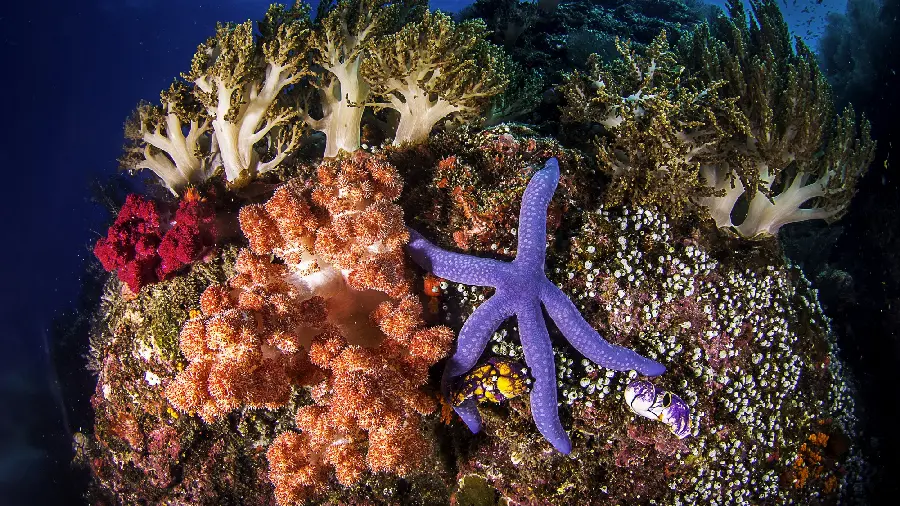 Wallpaper photo of stars and sea creatures for backgrounds