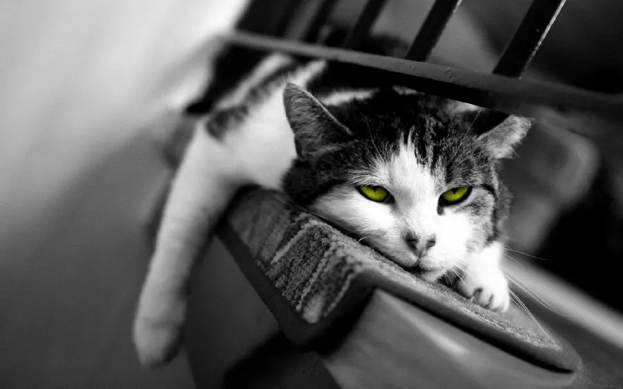 Black and white image of a tired and resting cat in very good quality