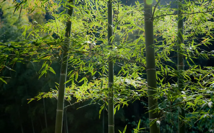Download attractive stock of forest and lush natural landscape For profile 