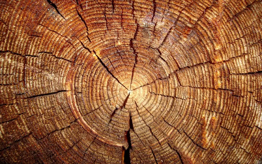 Wallpaper related to carpentry from the texture of natural wood texture