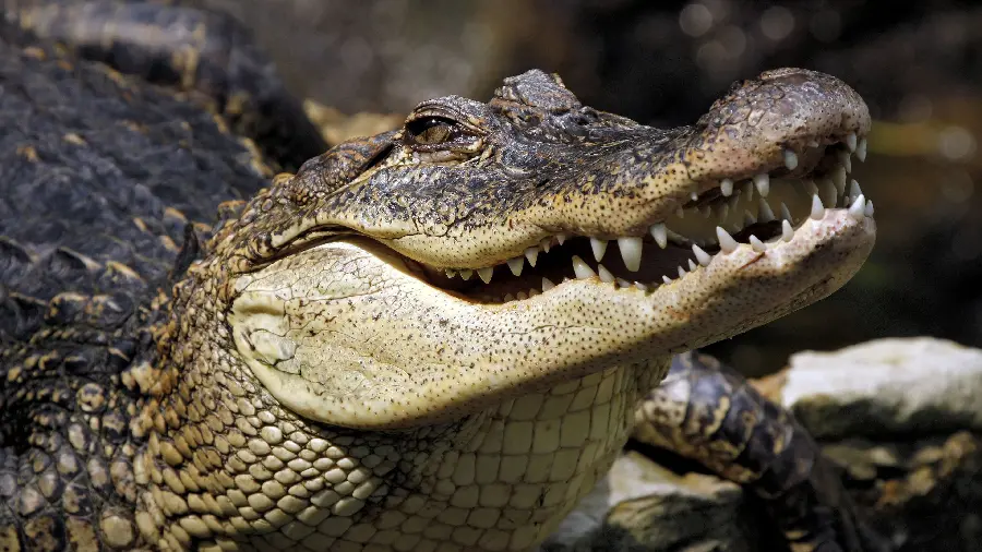 Download scary crocodile background for Windows 11 and 12