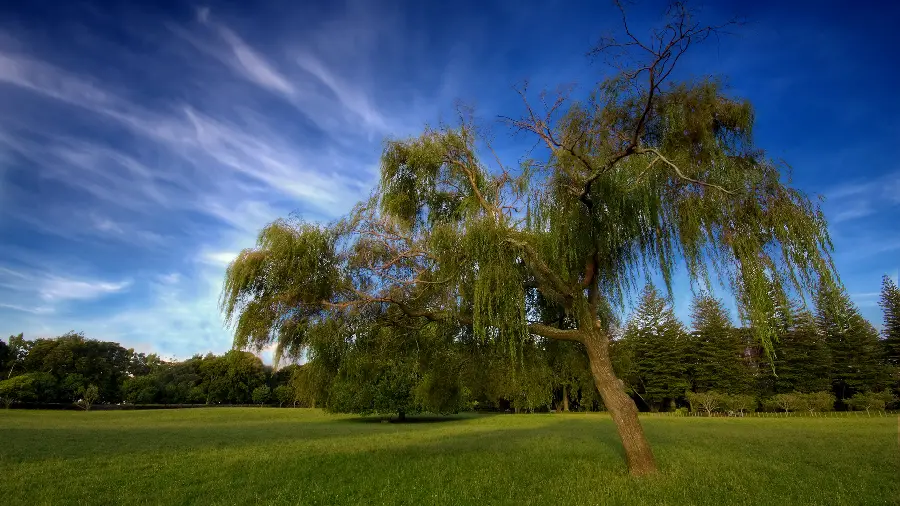 Unique background photo of nature for printing a painting with a direct link