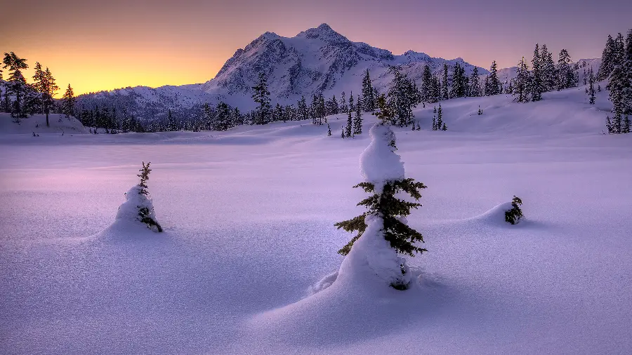 A spectacular image of nature buried in the snow for the profile