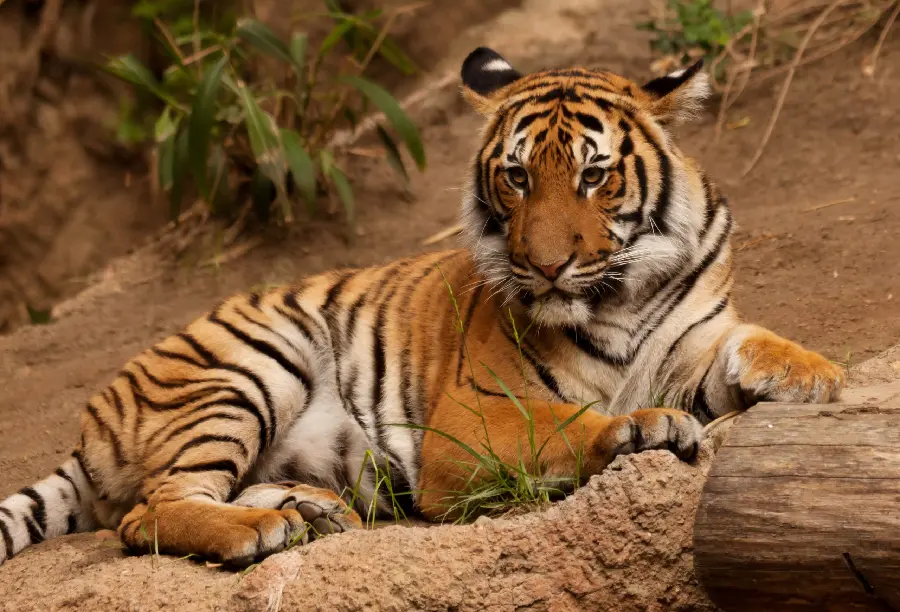 Nature's Magnificent Carnivorous Tiger Wallpaper for Computer Selected 2023