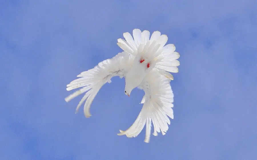 New and very beautiful background of a white dove, a symbol of world peace