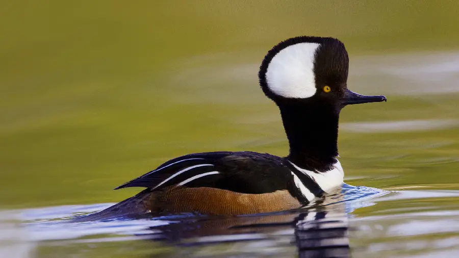 The most downloaded cute and funny black goose swimming wallpaper