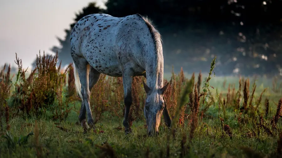 American Appaloosa Horse for New Backgrounds and Wallpapers 1403