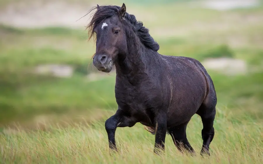 Black or burnt brown horse background and Darkness playing in the plain 