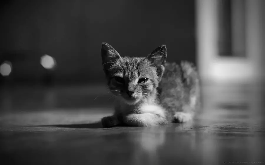 Very beautiful photo of a kitten Nanaz in a black and white theme