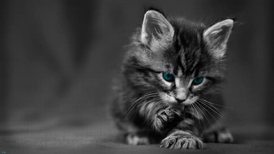 Fluffy and fluffy kitten with nice resolution