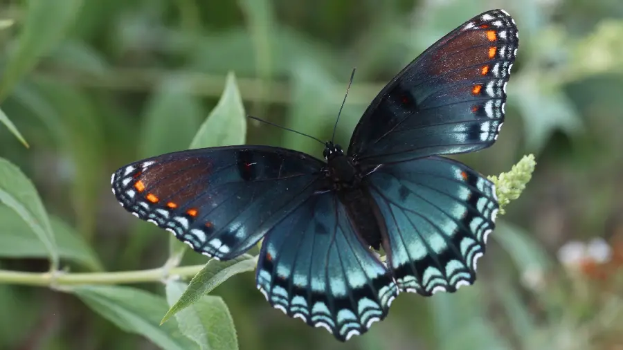 Download new 5K wallpaper of a beautiful and special natural butterfly 