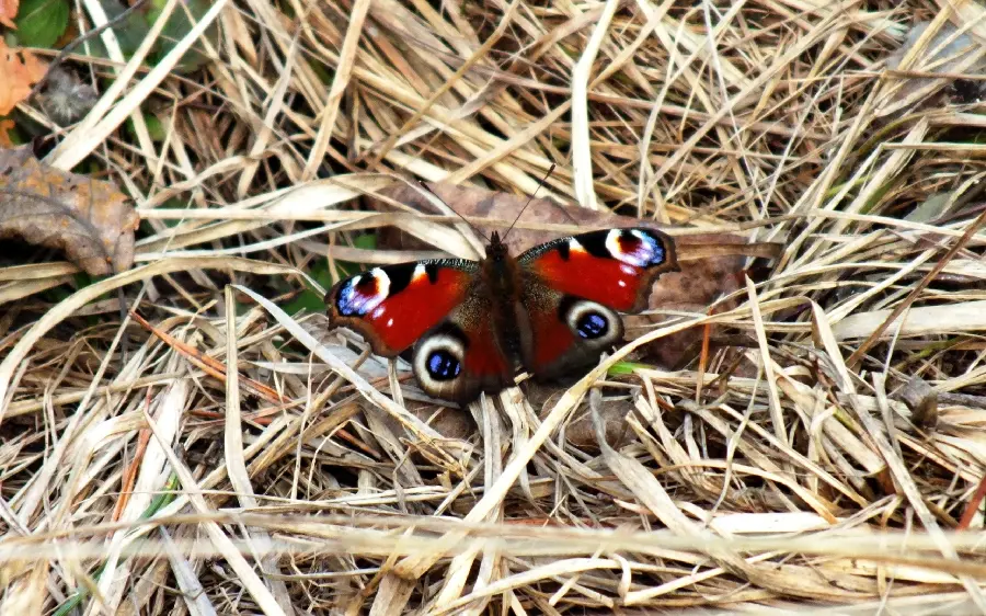 Very beautiful wallpaper of a colorful and exotic butterfly