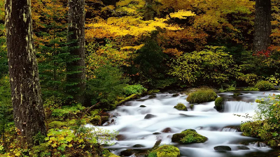 Free download of nature design profile photos for famous and classy people 