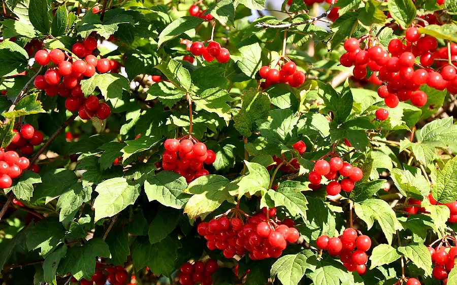 Interesting and attractive photo of delicious red fruits on a tree 