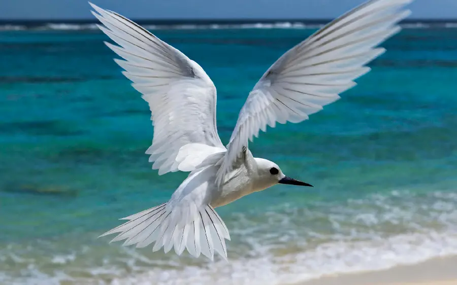 Background Grand Laptop Beautiful White Seagull 1403 