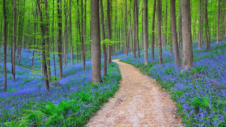 Download a photo of lush nature with tall, slender trees HD HD 