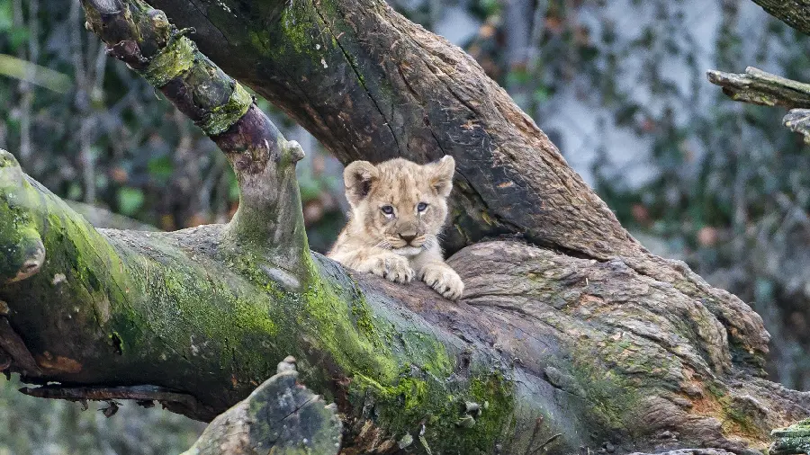 Cute and funny wallpaper of a baby lion on a tree 1403 for desktop background 