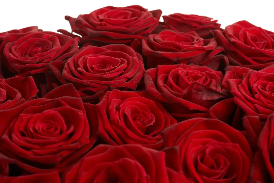 Download stock photo of red and stylish roses for Valentine's Day 