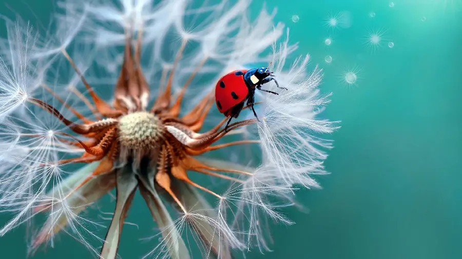 Attractive and interesting wallpaper with new design and photography subjects