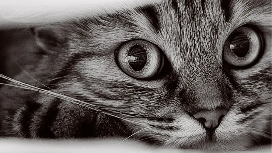 High quality black and white cat wallpaper for printing