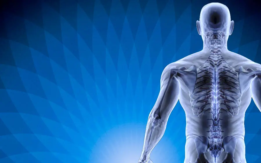 Digital image of the skeleton and human body related to physiotherapy