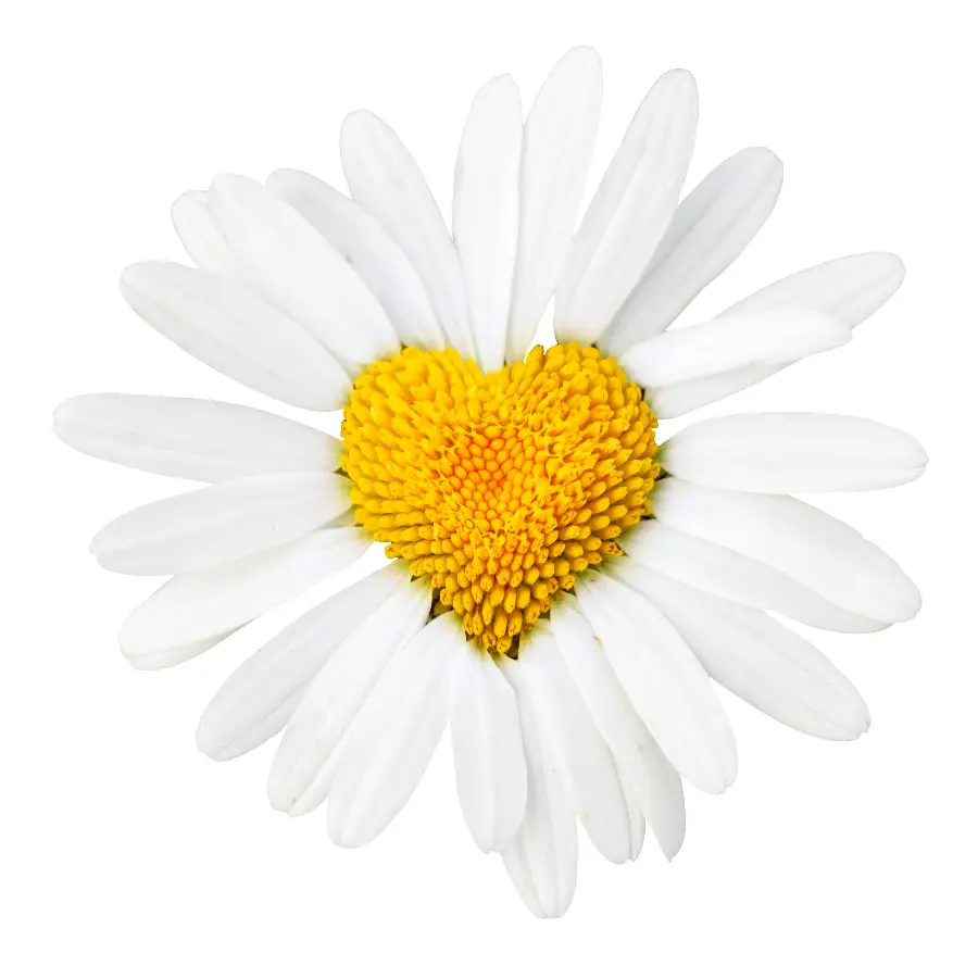 Photo with an interesting design and made for Valentine's Day with pleasant clarity