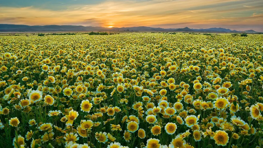 Wallpaper of the plain and nature of the flower garden, the best place to take pictures