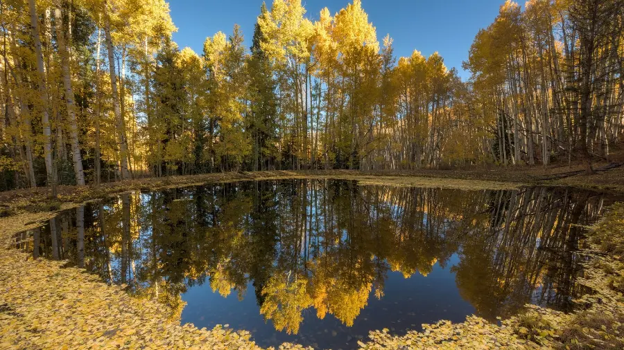 Wallpaper of autumn trees around a swamp buried with dry and yellow leaves 1403