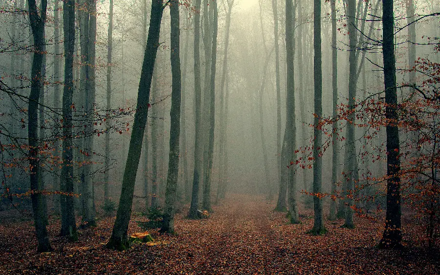 The most interesting wallpaper of beautiful and wonderful nature