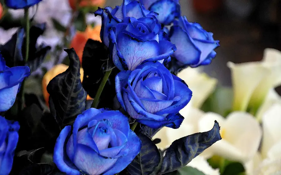 Very beautiful background photo of blue greenhouse roses for girls' HD background
