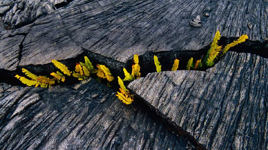 Interesting image of plants growing among rocks in the new design 2023