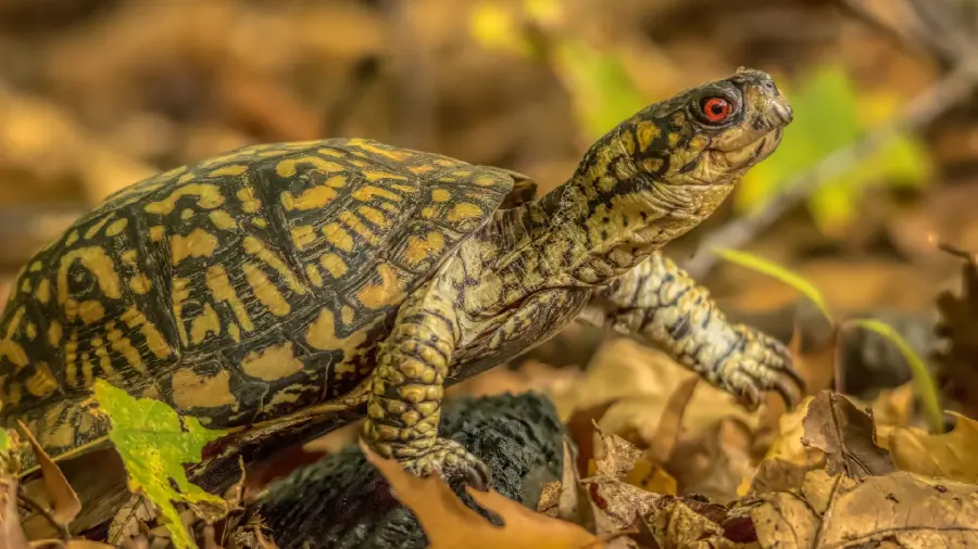 A photo taken of an Eastern Box Turtle with a special and interesting view in 1403